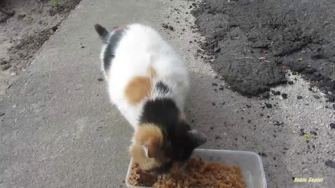 流浪猫的生活实录!哎,心疼